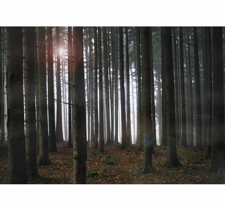 Fototapete wohnzimmer nebelwald szene - TenStickers