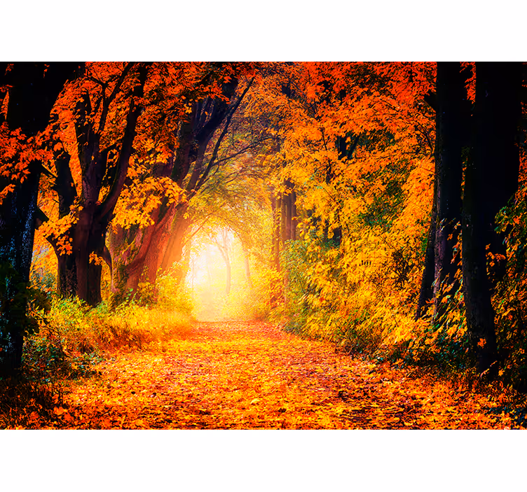 Fototapete Landschaften herbstlicher waldweg - TenStickers