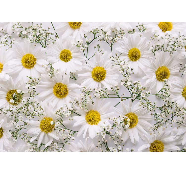 Fototapete blumen weißes gänseblümchen-cluster - TenStickers