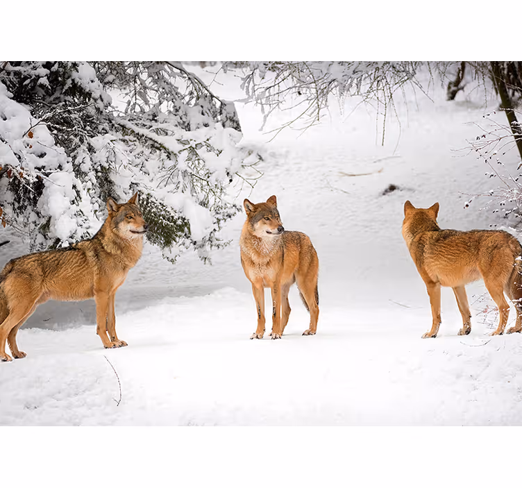 Wölfe im Schnee Natur Fototapete - TenStickers