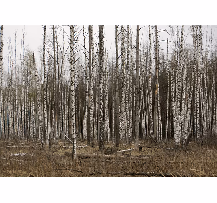 Fototapete wald birkenhain naturrefugium - TenStickers