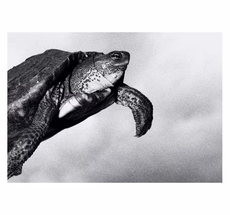 Fototapeten Tiere schildkröten schwimmen - TenStickers