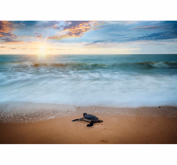 Fototapete Tiere Schildkröte an der Küste - TenStickers
