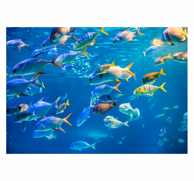 Fototapete Fische Schule des Meeres - TenStickers