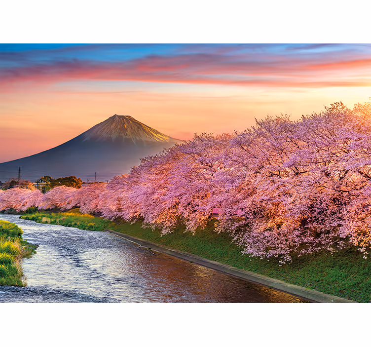 Fototapete Landschaften kirschblüten am fuji - TenStickers