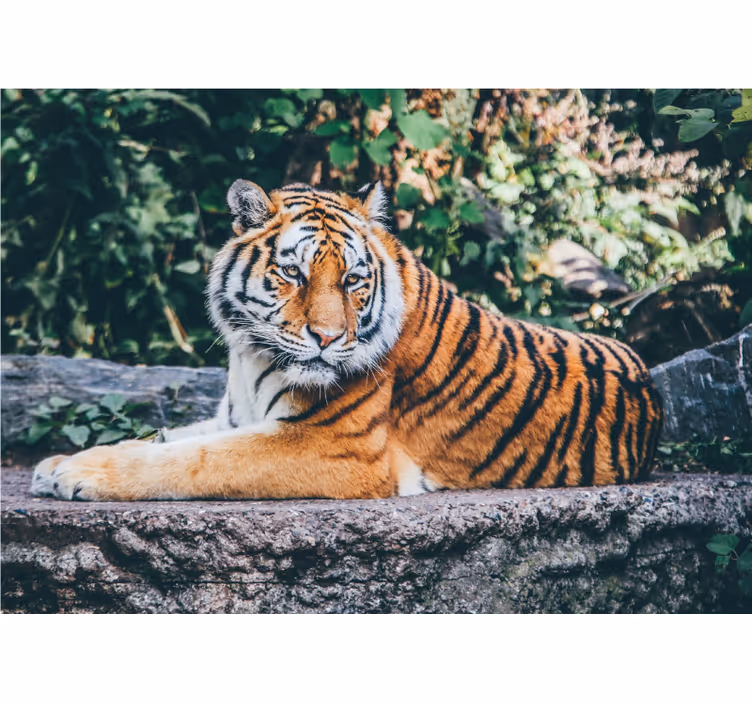 Fototapete Tiere majestätischer tigerblick - TenStickers