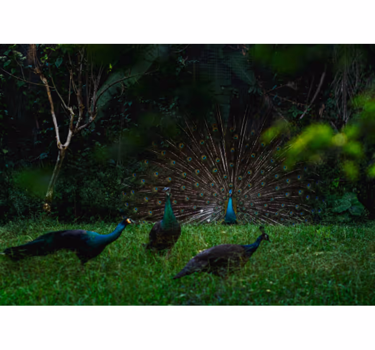 Fototapete tiere pfau mit ausgebreiteten federn - TenStickers