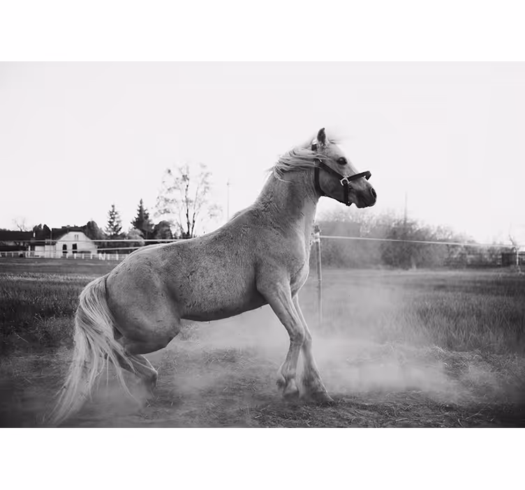 Fototapete tiere galoppierendes pony - TenStickers