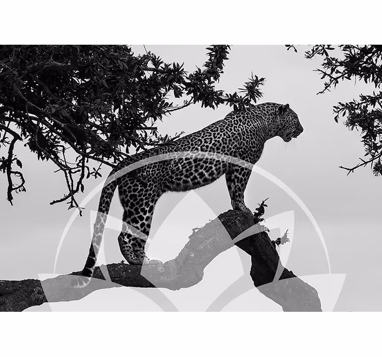 Fototapete Tiere leopard im baum - TenStickers