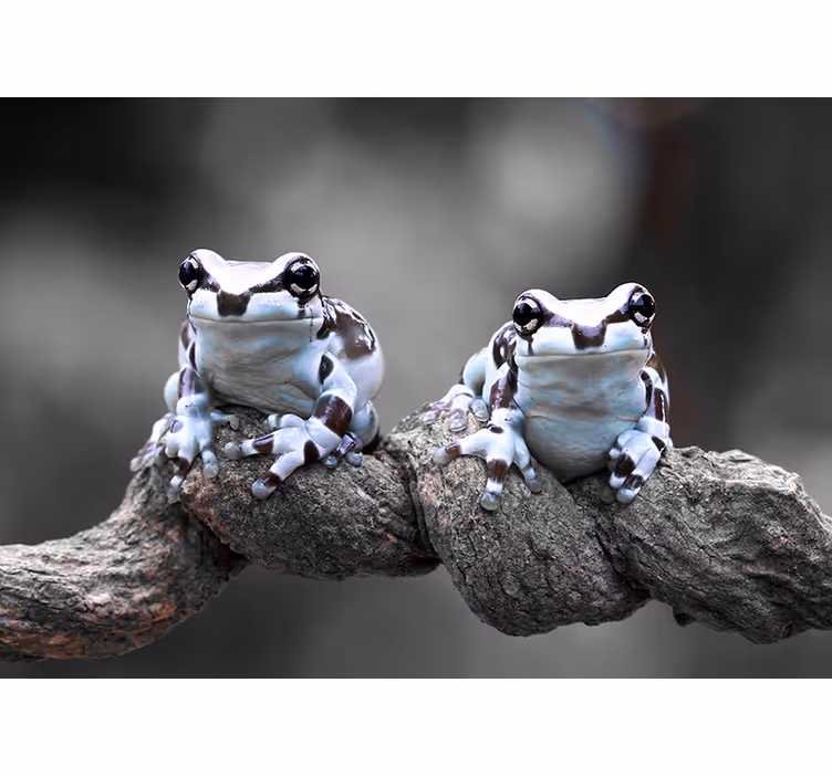 Fototapete Tiere laubfroschpaar - TenStickers