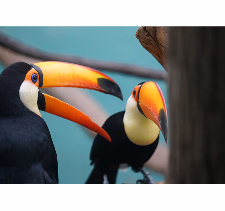 Fototapete Tiere tukan-vogelpaar - TenStickers