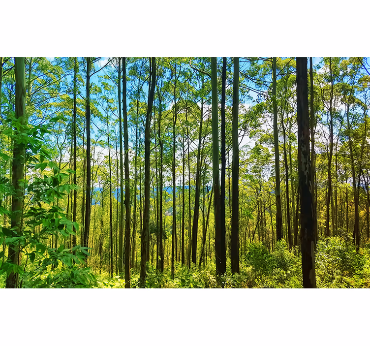 Fototapete natur hohe grüne bäume - TenStickers
