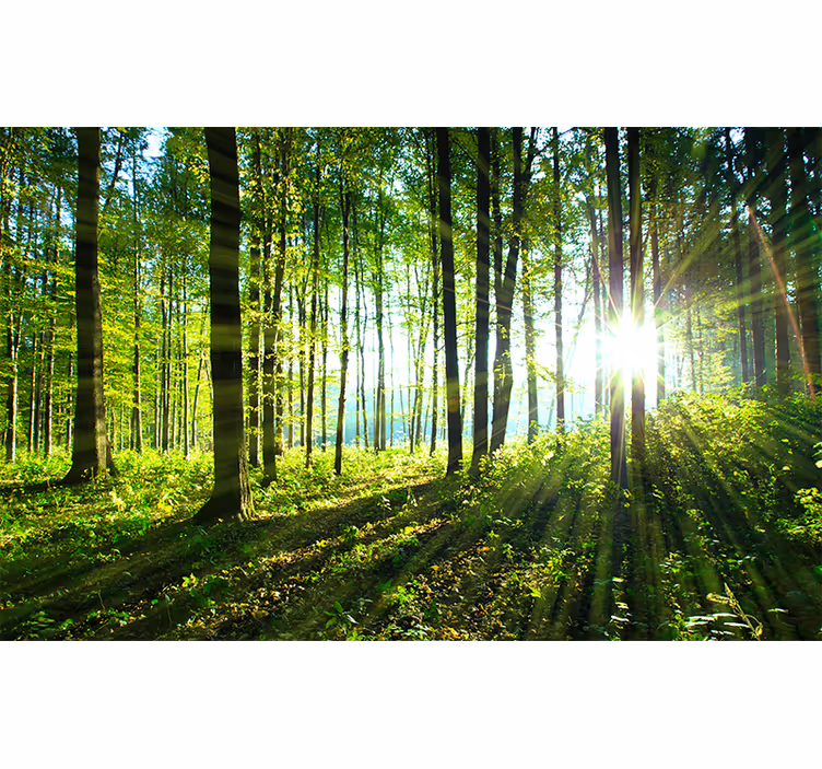 Fototapete wald sonnendurchfluteter waldblick - TenStickers