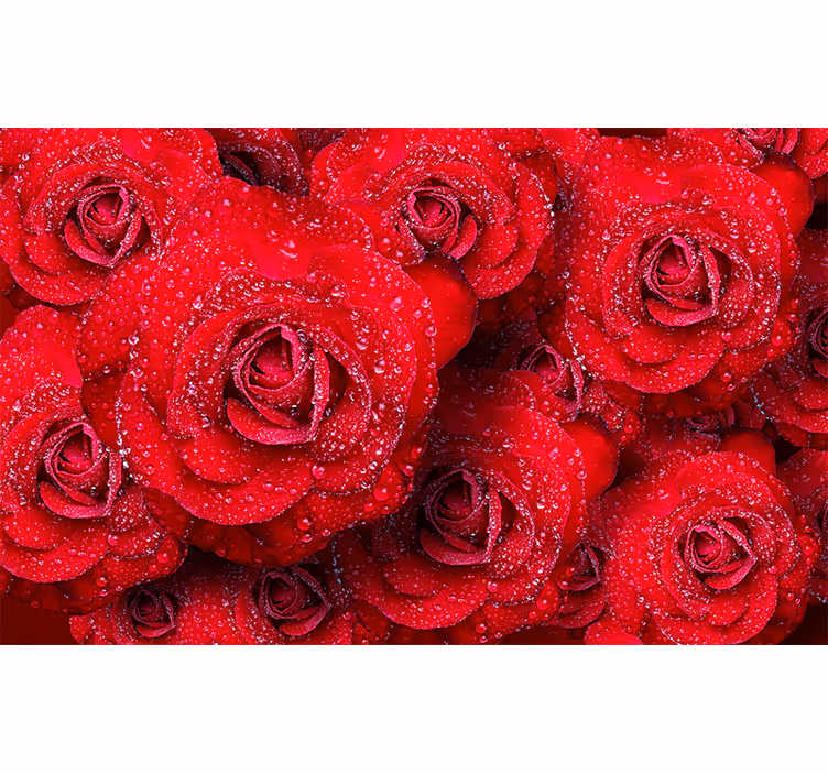 Fototapete Rosen rot blühende Rosenarrangement - TenStickers