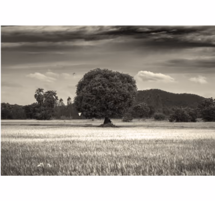 Fototapete Baum verlassener baum landschaft - TenStickers