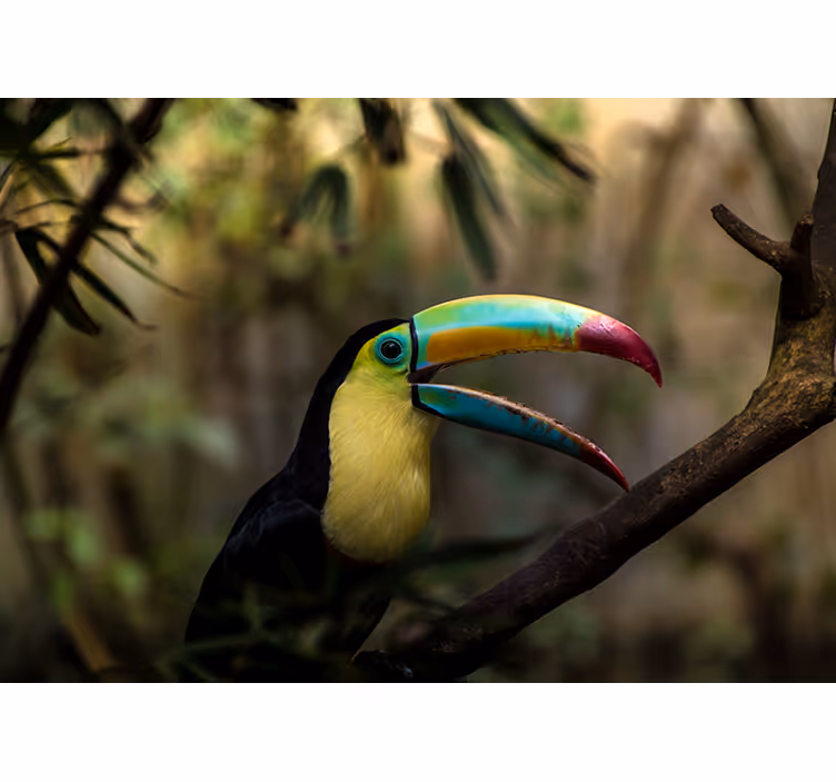 Fototapete tiere buntes toucan-porträt - TenStickers