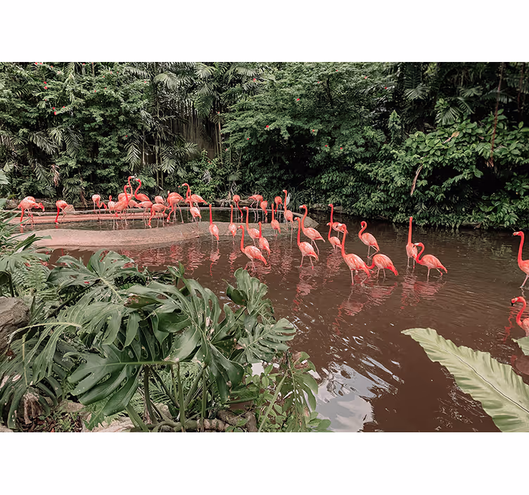 Fototapete Tiere flamingos am wasser - TenStickers