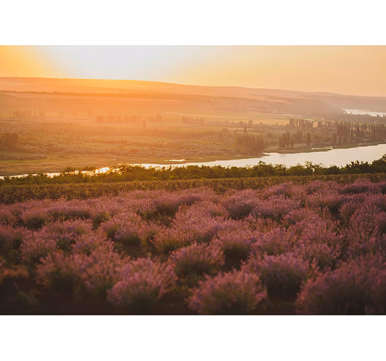 Fototapete Blumen lavendel sonnenuntergang landschaft - TenStickers