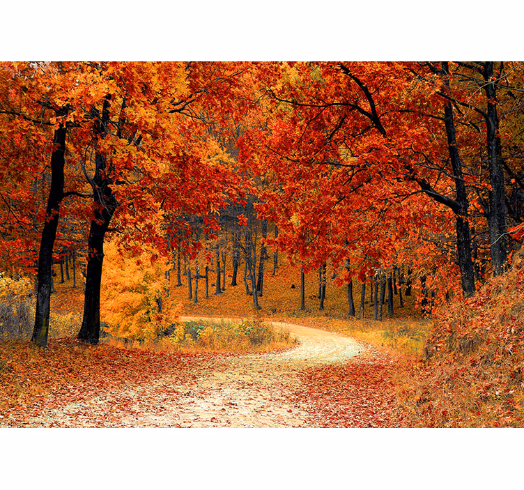 Fototapete Natur herbstlicher waldweg - TenStickers