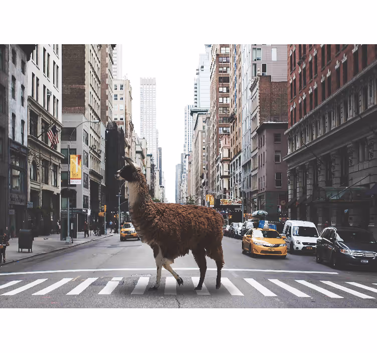 Fototapete tiere llama auf der straße - TenStickers