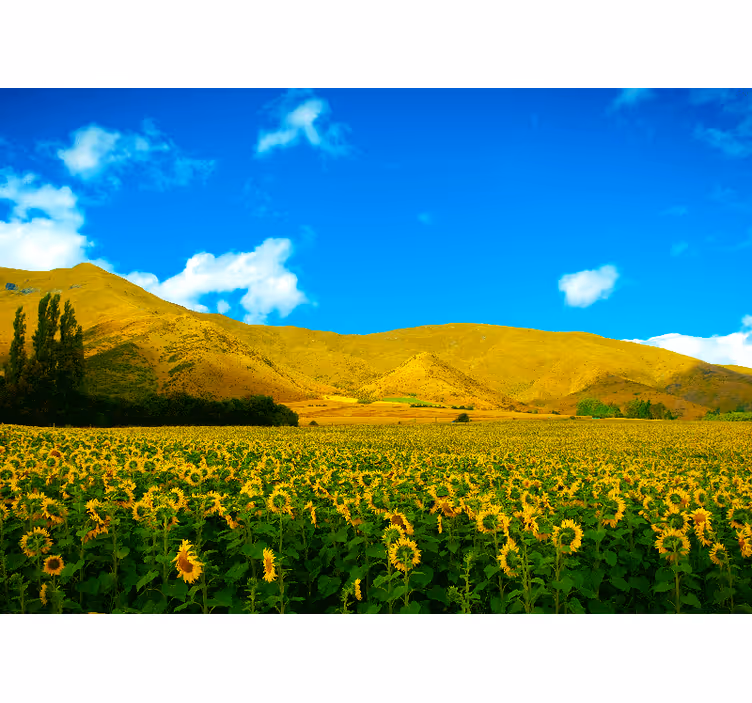 Fototapete Landschaften sonnenblumenfeld - TenStickers