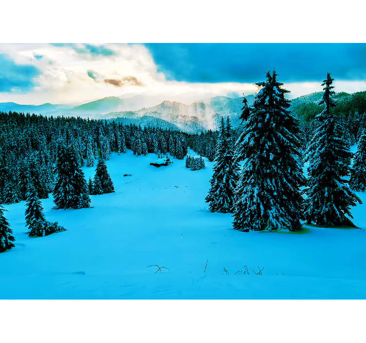 Fototapete Landschaften verschneiter kiefernwald - TenStickers