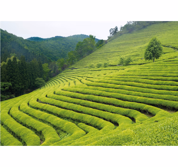 Fototapete natur teeplantagenlandschaft - TenStickers