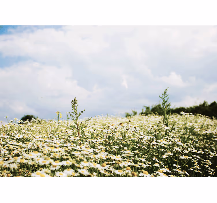 Fototapete Blumen gänseblümchenfeldszene - TenStickers