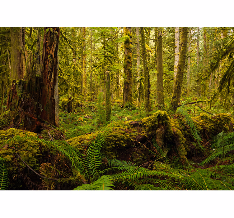Fototapete Wald üppige waldlandschaft - TenStickers