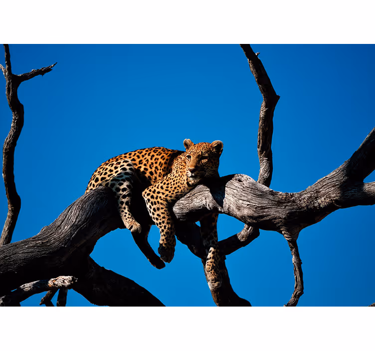 Fototapete Tiere leopard auf ast - TenStickers