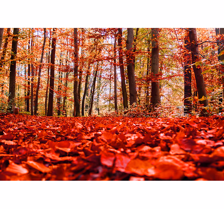 Fototapete Wald herbstlaubdach - TenStickers