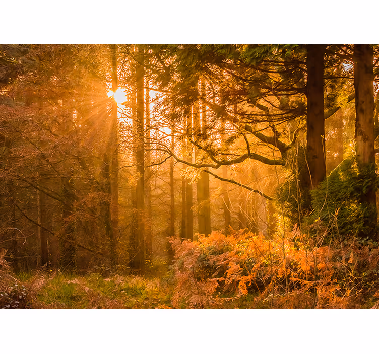 Fototapete Natur beleuchtete waldlandschaft - TenStickers