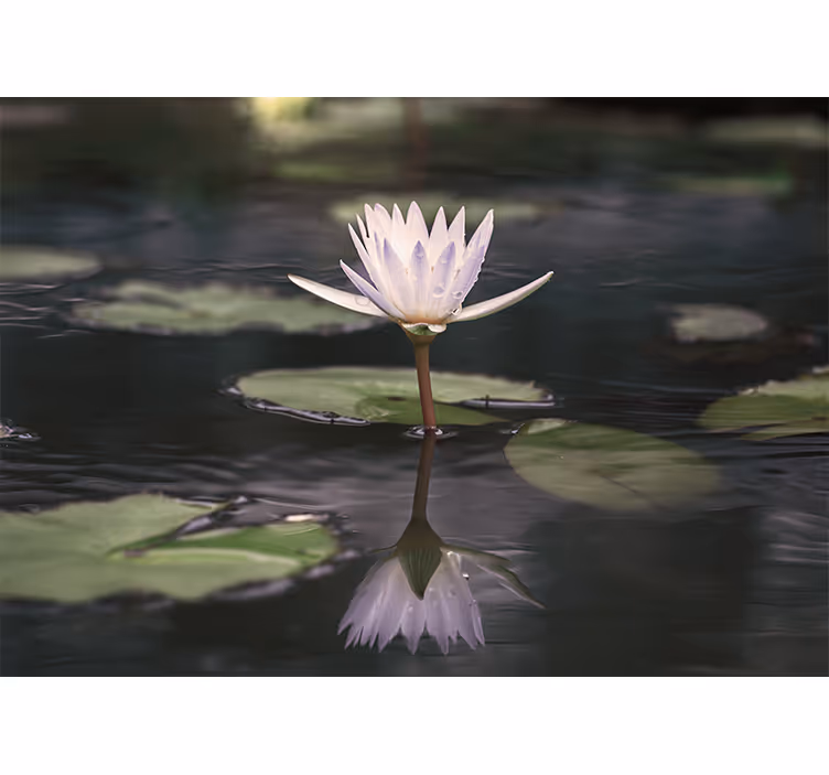 Fototapete Blumen lotusblumenreflexion - TenStickers