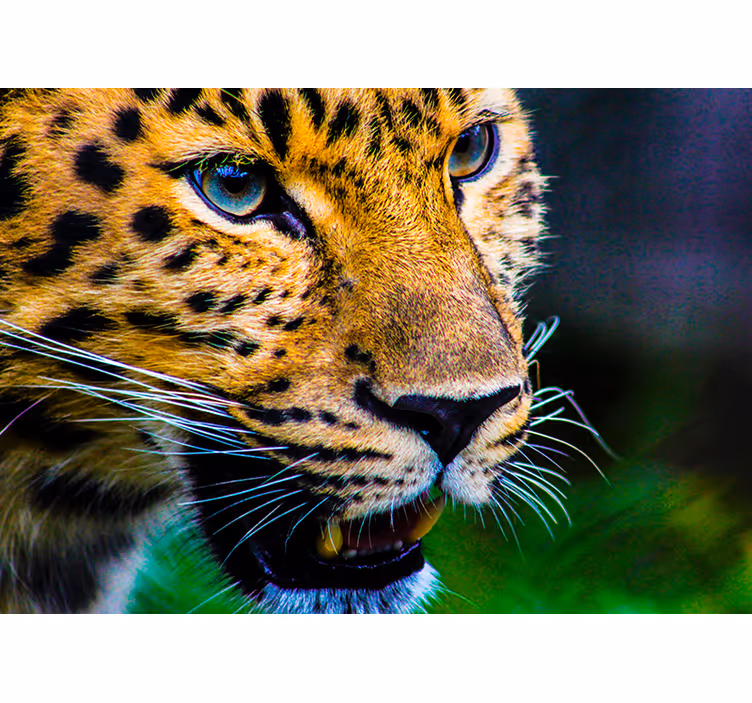 Fototapete Tiere leoparden-nahaufnahme - TenStickers