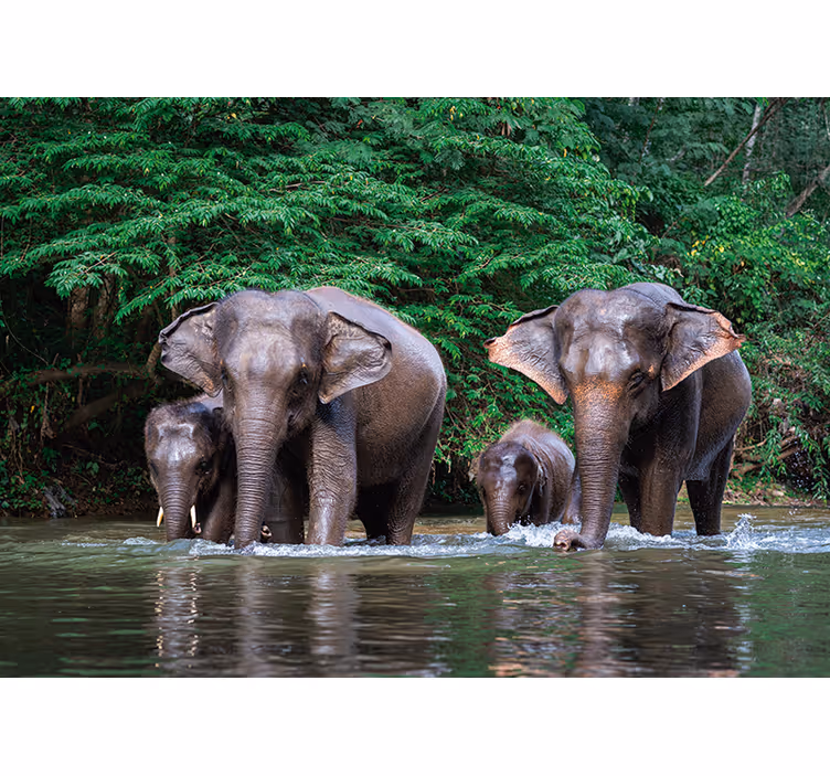 Fototapete Tiere elefanten im wasser - TenStickers