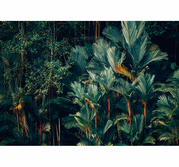 Fototapete natur mit exotischem palmenblattwerk - TenStickers