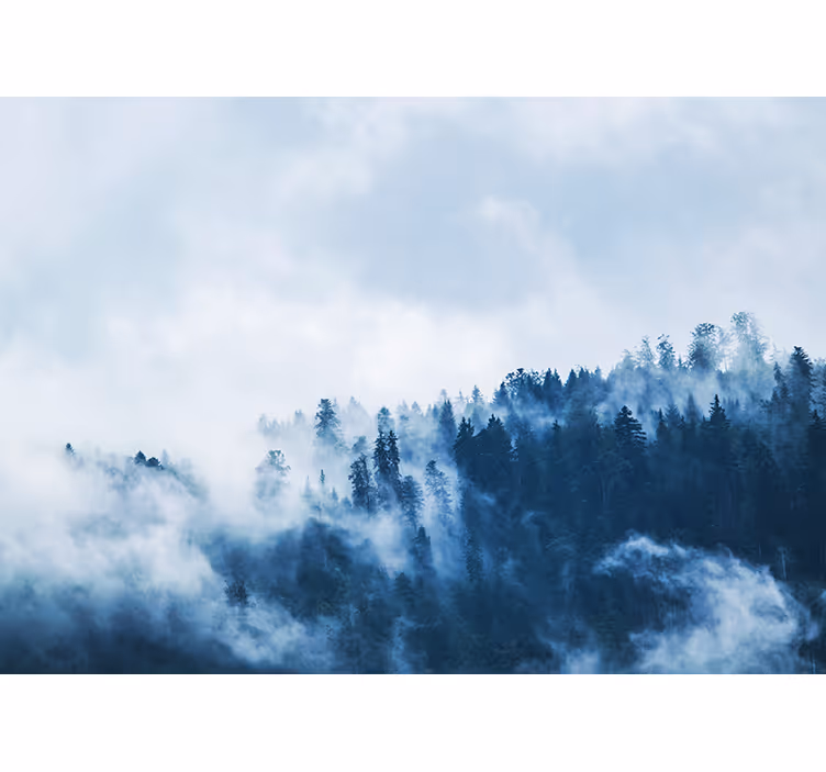 Fototapete natur neblige waldlandschaft - TenStickers