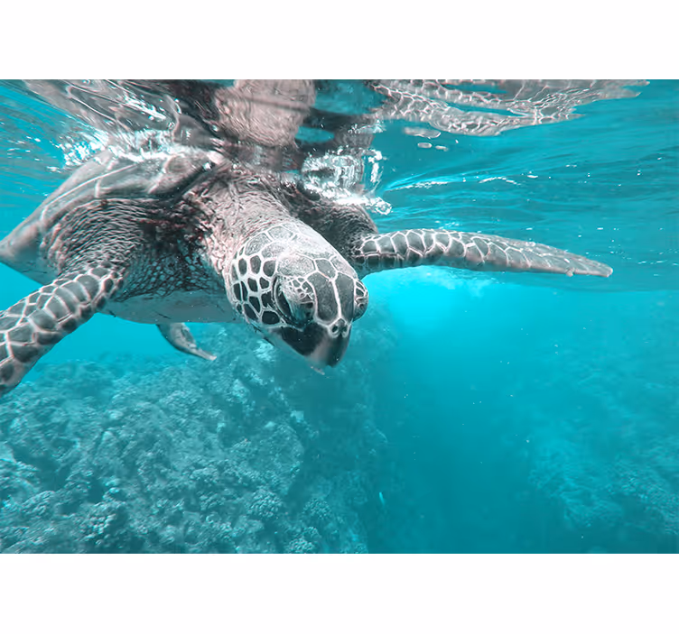 Fototapete tiere ruhige schildkrötenbegegnung - TenStickers