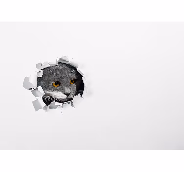 Fototapete Tiere neugierige katze späht - TenStickers