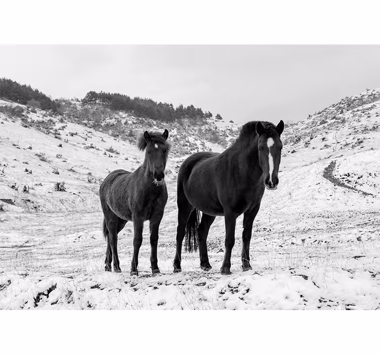 Fototapete tiere majestätische schwarze pferde - TenStickers