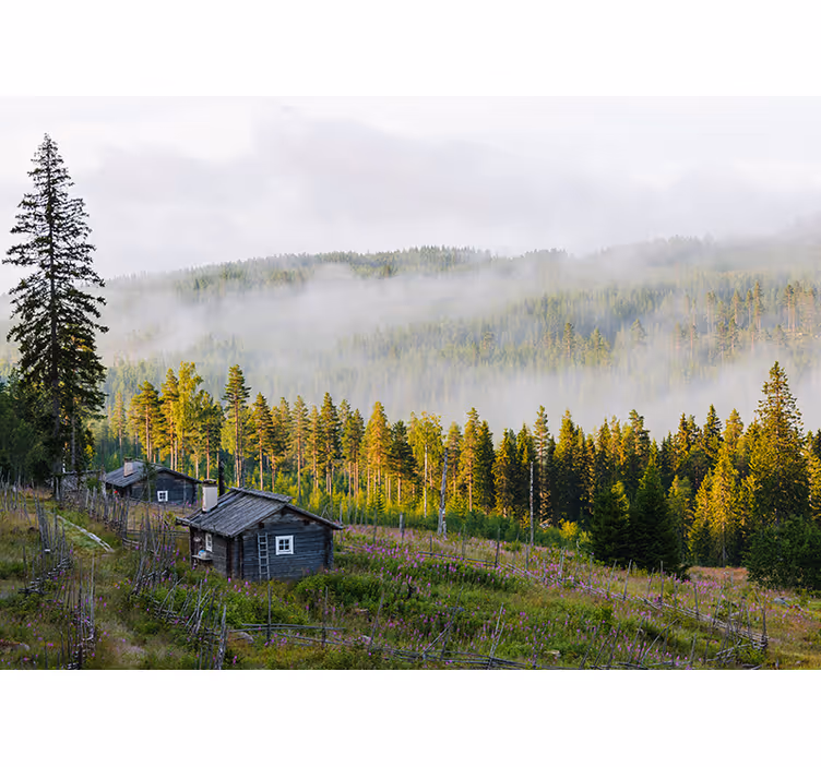 Fototapete Landschaften nebelbedeckter wald - TenStickers