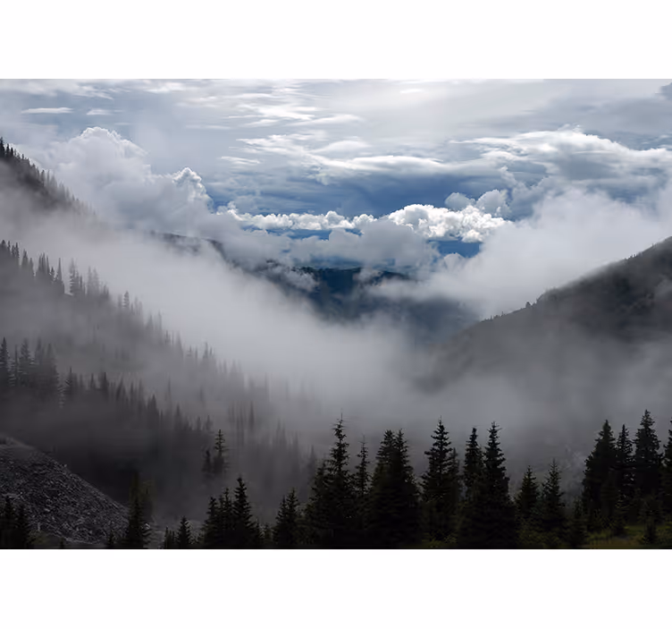 Fototapete Landschaften neblige waldlandschaft - TenStickers