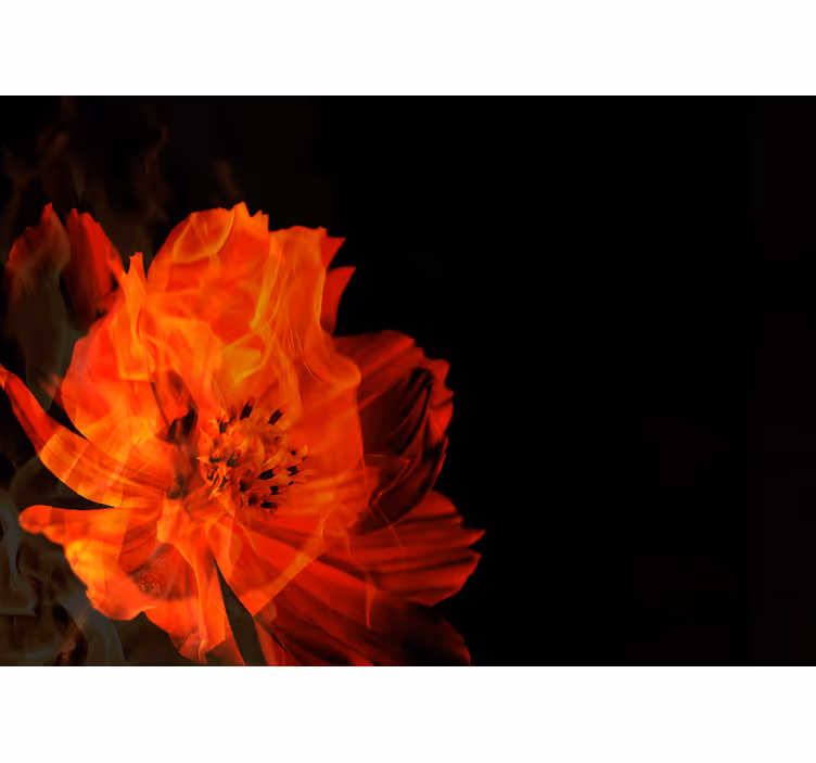 Fototapete Blumen feurige blumenexplosion - TenStickers