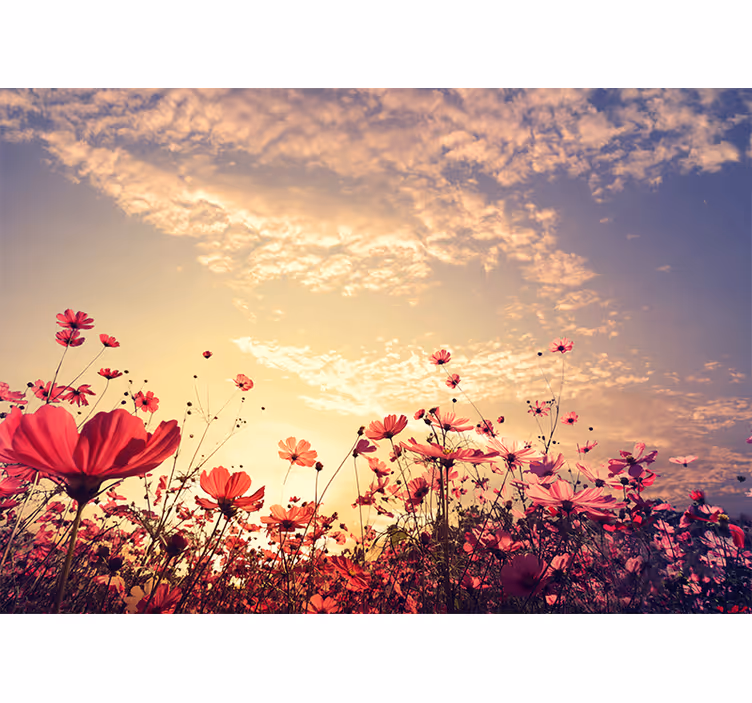 Fototapete blumen feld der kosmosblumen - TenStickers