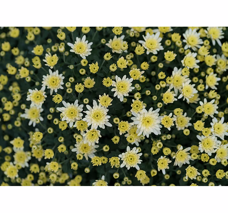 Fototapete blumen leuchtend gelbe blumen - TenStickers