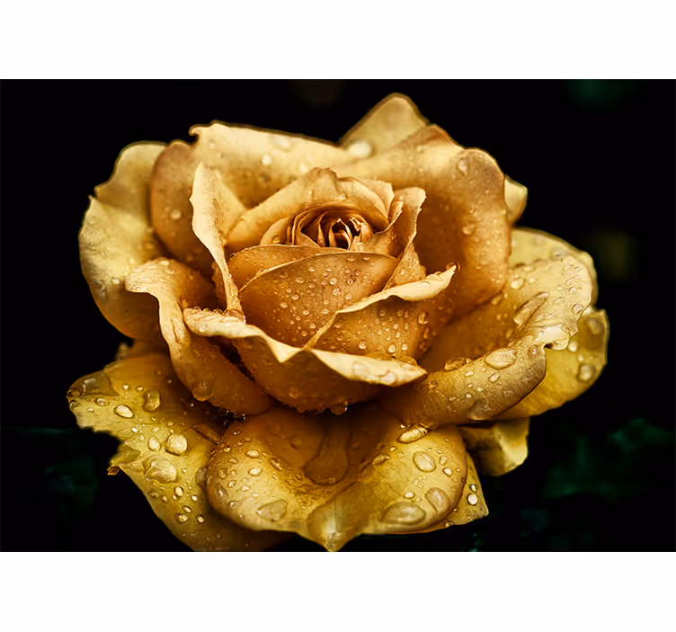 Fototapete mohnblumen elegante taublüte - TenStickers