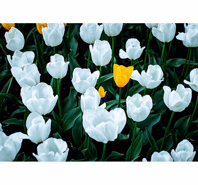 Fototapete Blumen weiße tulpen blühen - TenStickers