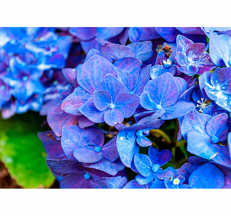 Fototapete Blumen lebendige hortensienblüten - TenStickers