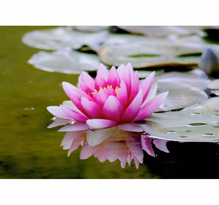 Fototapete Blumen anmutiger rosa lotus - TenStickers