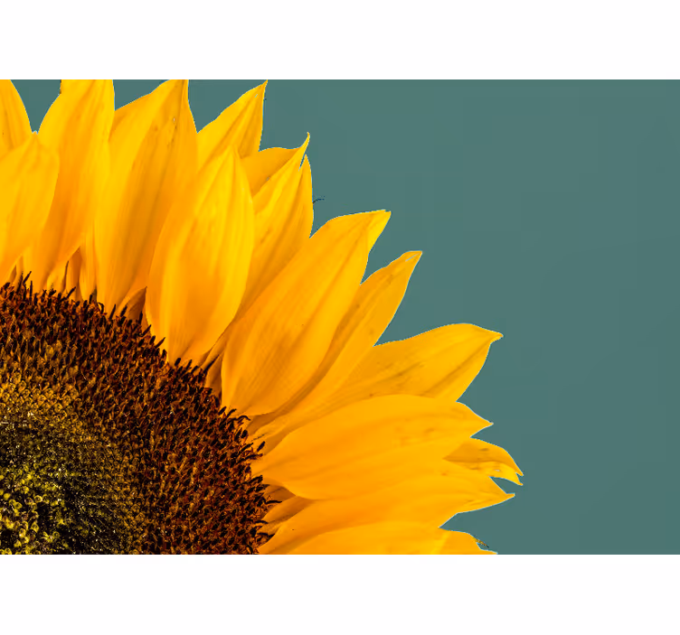 Fototapete blumen sonnenblumen nahaufnahme - TenStickers